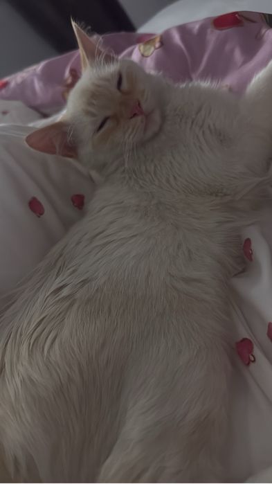 Gatos para adopção responsavel