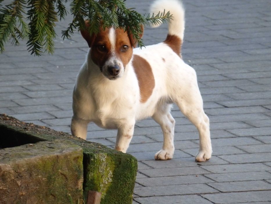 Jack Russell Terrier od # SMARTIE JACKS# short legged FEMALE Jack