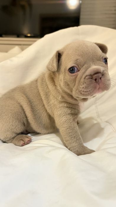 Bulldog francês Isabella