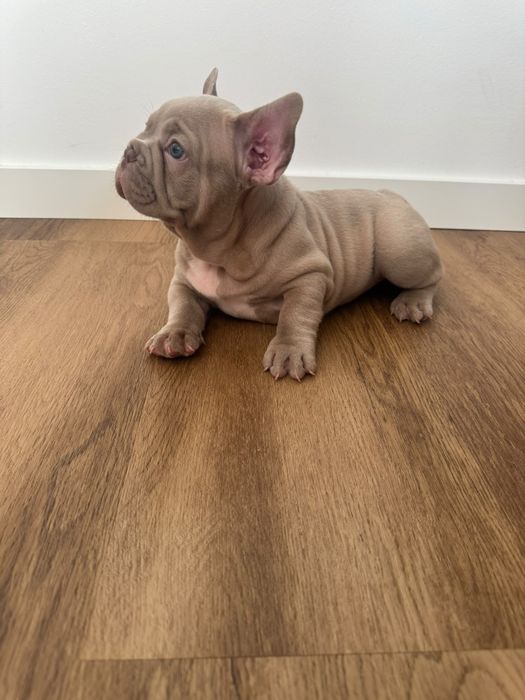 Bulldog francês Isabella