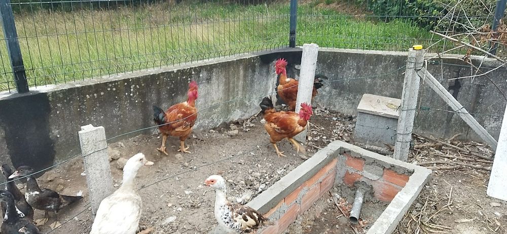 Vendo galos ou frangos também tenho pato real patos Rouen