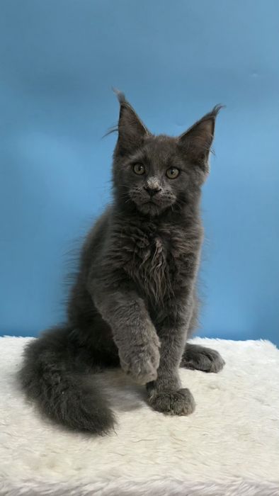 Голубой мальчик мейн кун