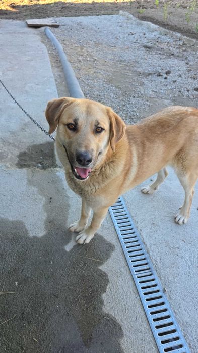 Cadela para adoção 2 anos