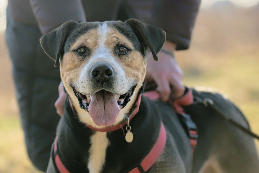 Falko, pies z duszą aniola blaga o dom