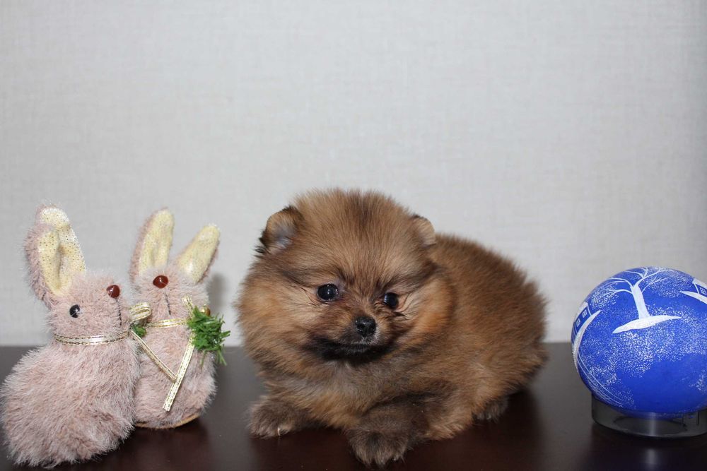 Продам маленьких ведмежат