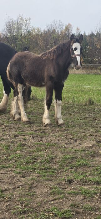 Ogierek Shire 7 miesiecy