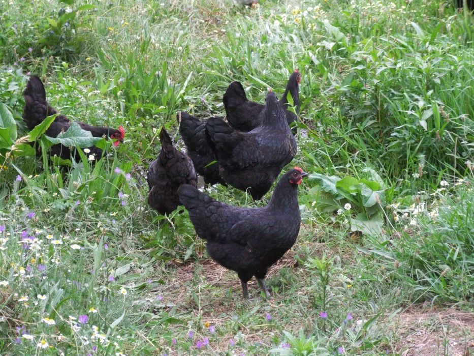 12 Ovos de  Galinha Preta Lusitânia raça autóctone  Portuguesa