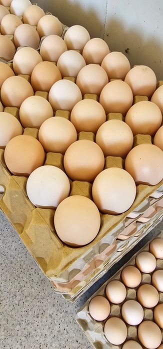 Sprzedam jajka z dostawą do domu hurt/detal