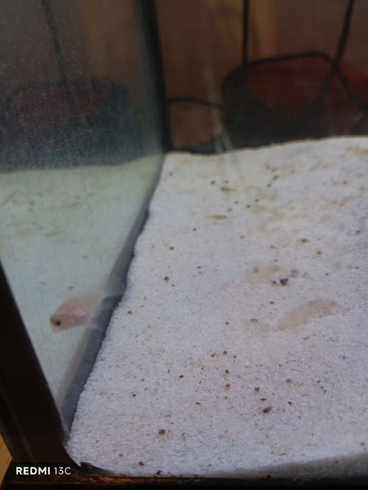 Peixe papagaio anao branco