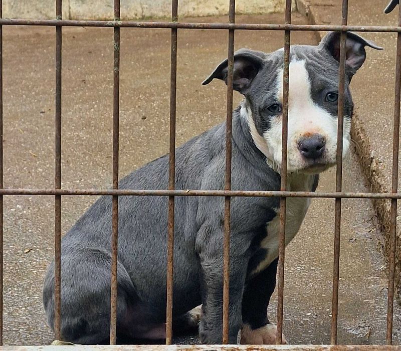 AMERICAN STAFFORDSHIRE TERRIER Canil Of Greatwarriors