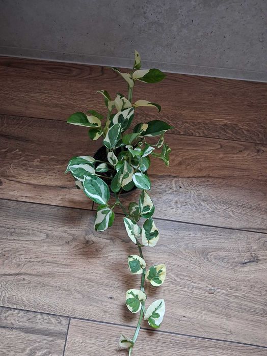 Epipremnum aureum 'N'joy' Epipremnum złociste