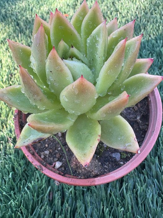 Echeveria pulvinata,,Ruby’’; Echeveria pulvinata Frosty’’; Echeveria ,,Melaco’’;Agavoides; Graptoveria,,Fred Eyves’’; Sedeveria Letizia- preço 1€