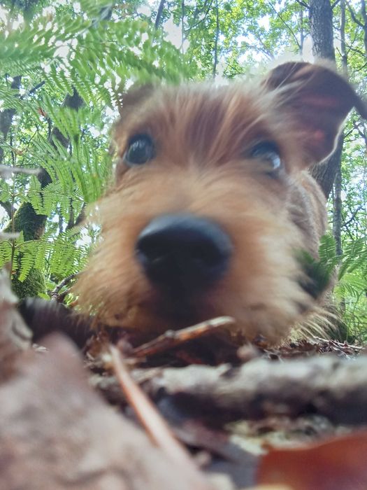 Casal de cães de Pequeno Porte 6kg e 6,5Kg