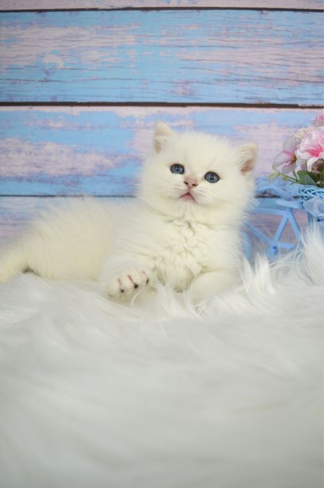 Британские котята золотая шиншилла