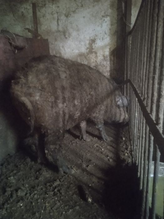 Продам свиню мангалицю