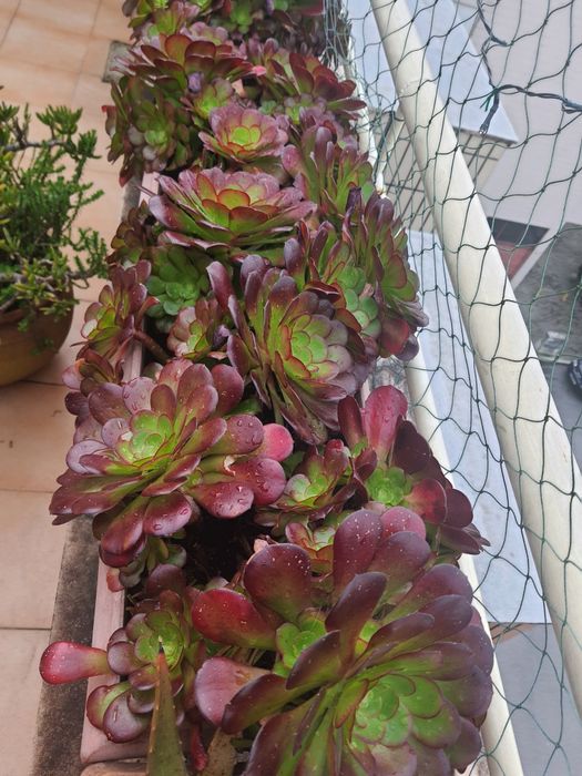 Plantas em vasos de barro e floreiras