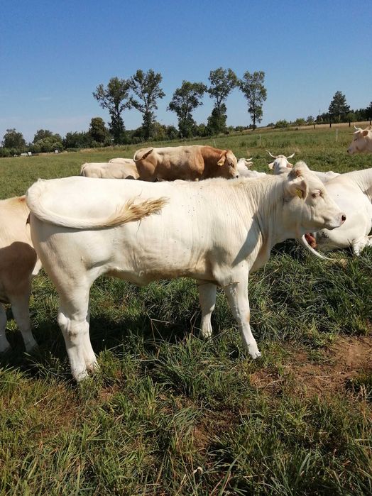 Bydło blonde d'aquitaine
