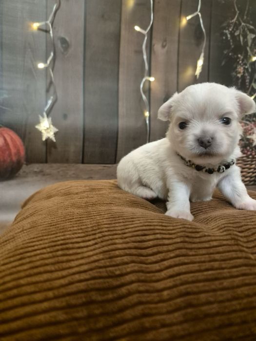 ***BIAŁA *** Chihuahua długowłosa***ZKwP/FCI***