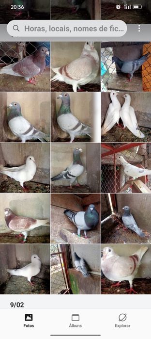 Pombos Correios em Braga