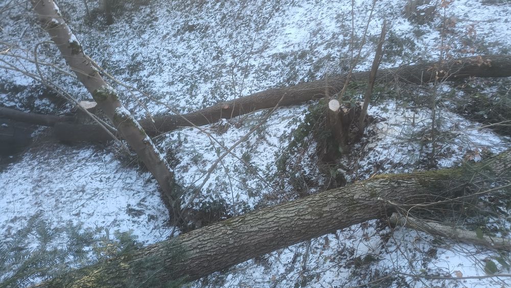 Drewno opałowe topola