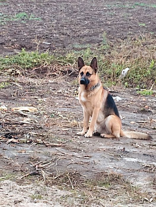 Метис Німецької вівчарки