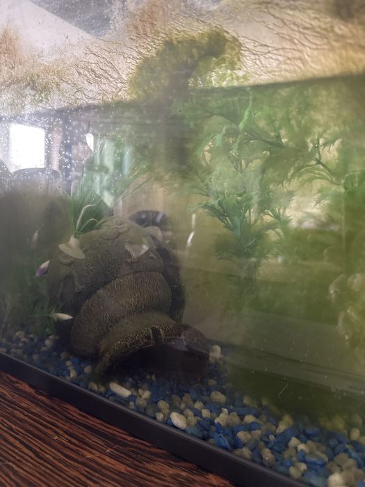 Aquário “aquatlantis” parado há dois anos