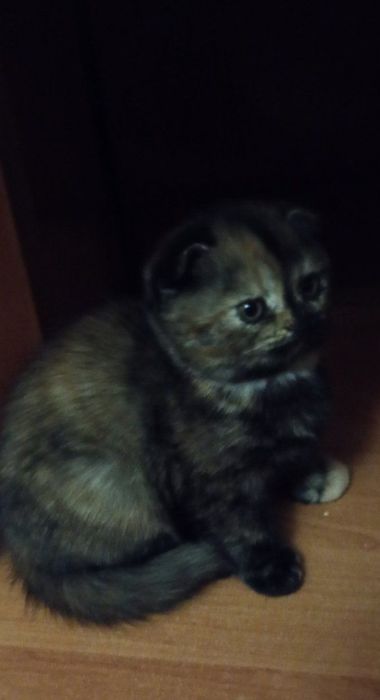 Чистопородна дівчинка scottish fold рідкісногозабарвлення