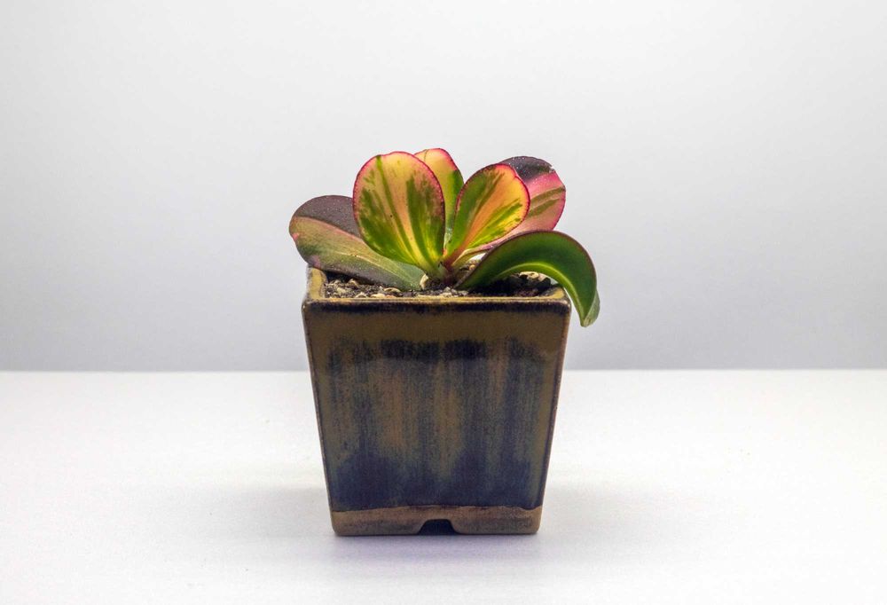 Крассула Кагетсу (Маруба) Нишики и Денежное дерево Возвращение красоты