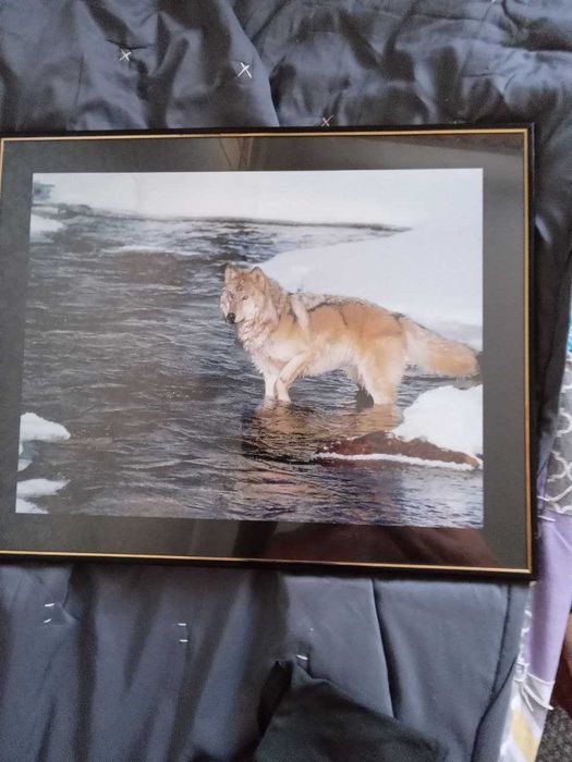 Продается фото картина