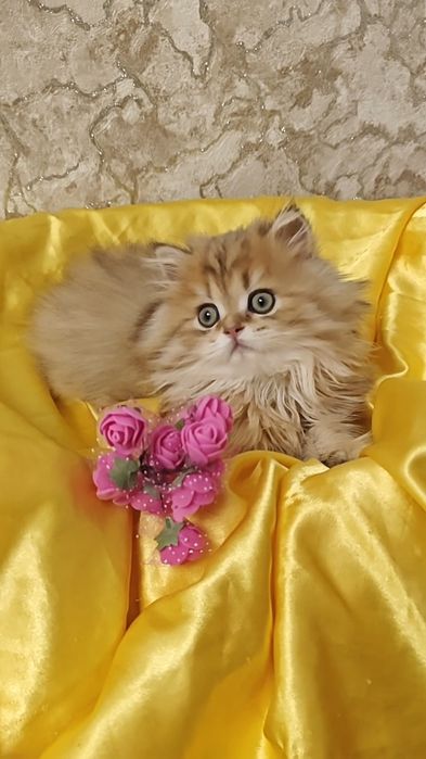 Дуже лагідний довгошерстний котик золота шиншила