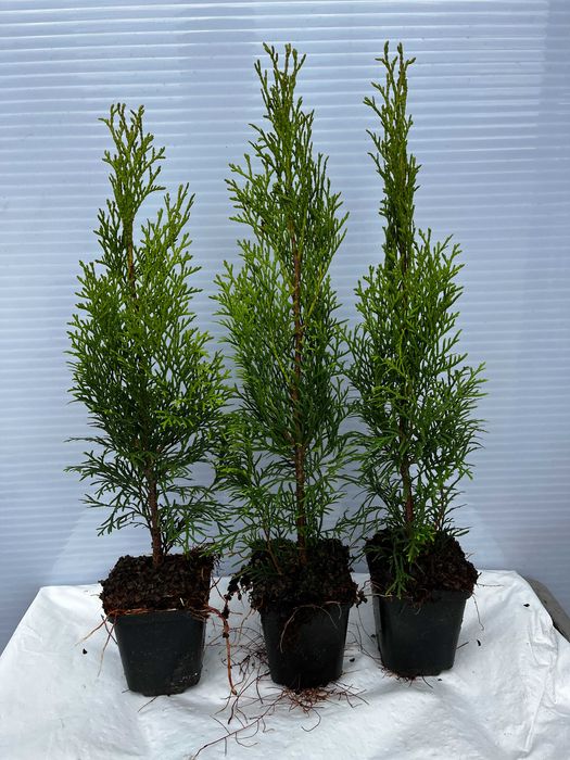 Thuja, Tuja Miriam, Brabant,Smaragd,Morgan
