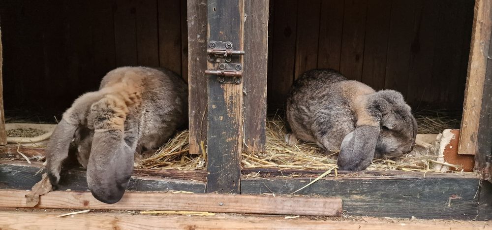 Krolik FBS francuskie barany szare samice zakocone,samiec