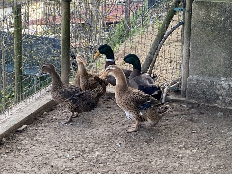 Ovos galados de Patos rouen