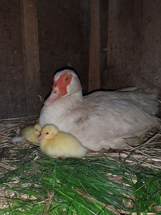 Мускусні качки  продам