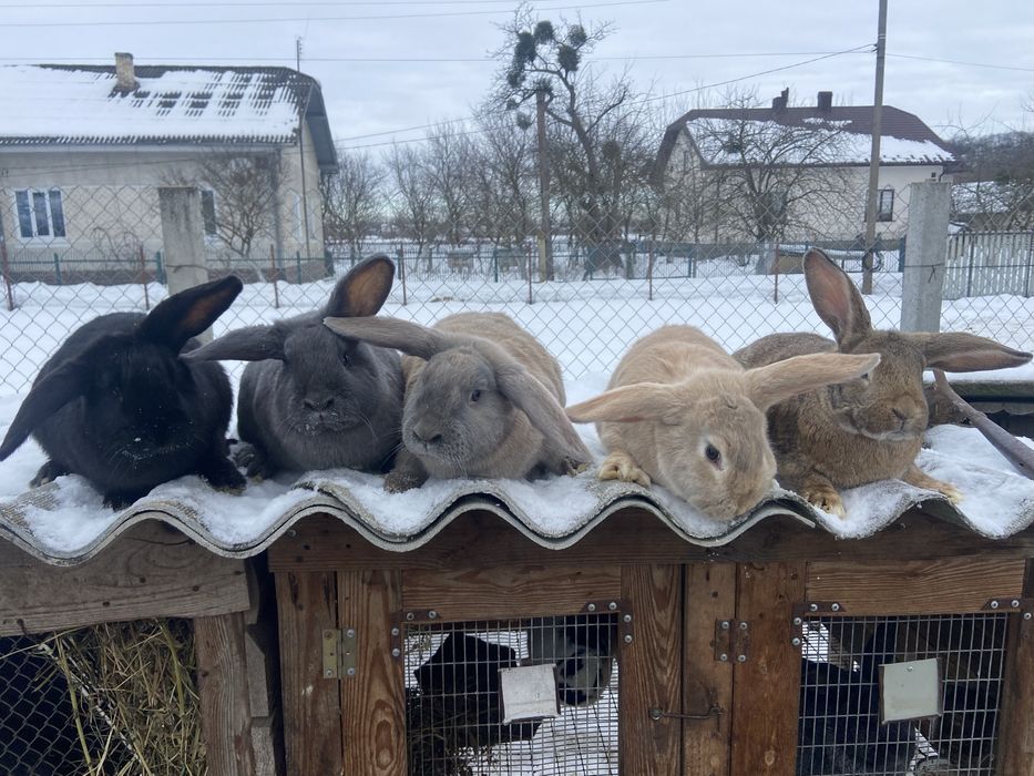 Продам кролики Французький баран