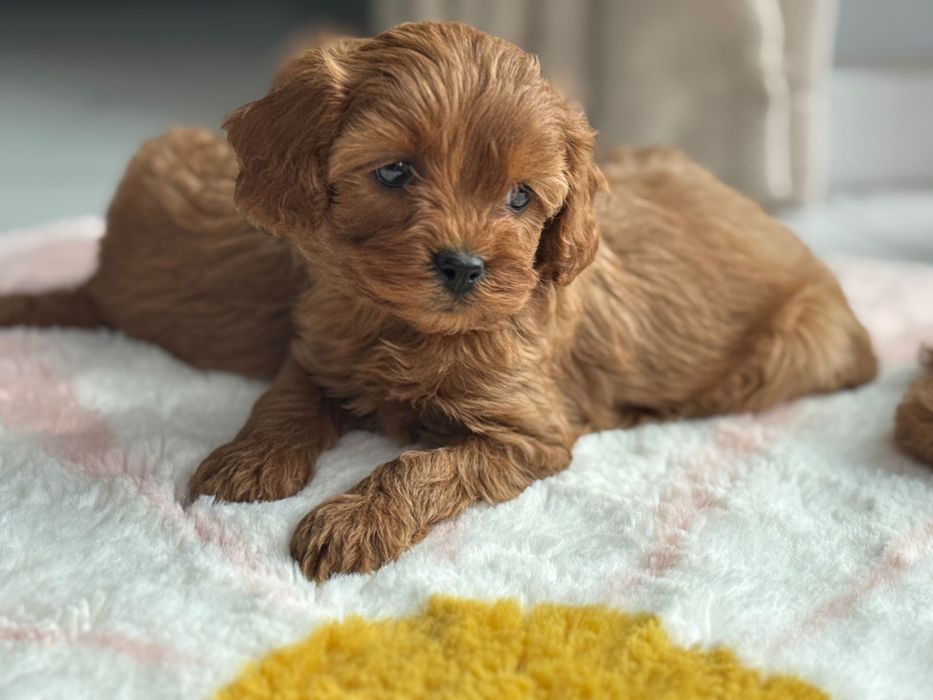 Cavapoo F1-B, suczka ;)