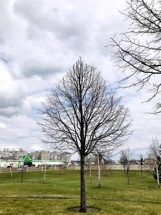 Обрізка дерев Київ | Плодові та декоративні