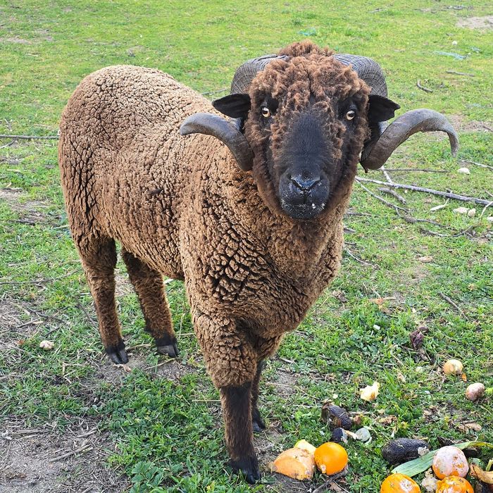 Carneiro merino alentejano