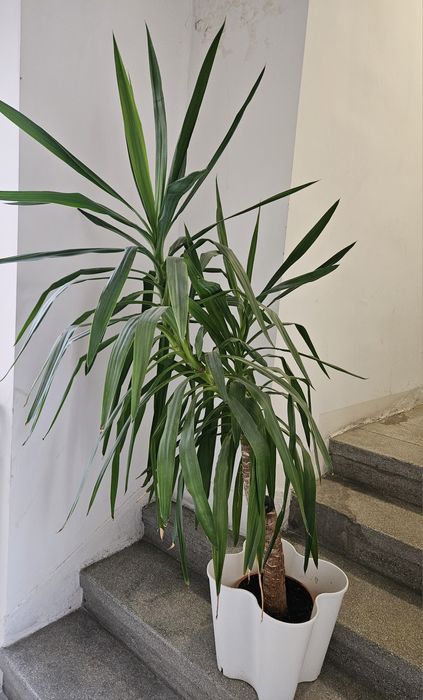 Kwiat juka/jukka wysokość około 150cm