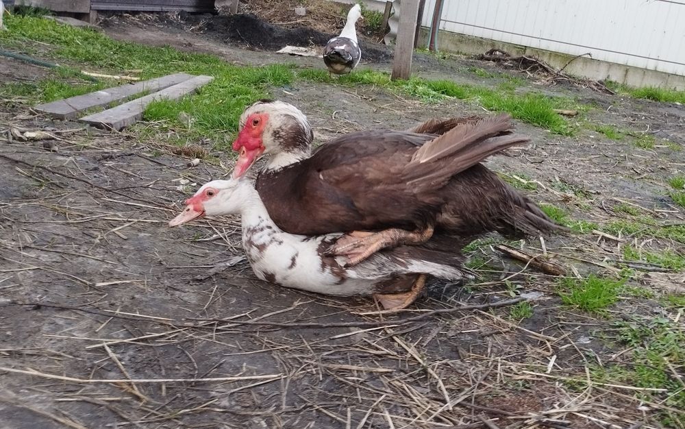 Індокачка Качур селезень мускусний  шипун