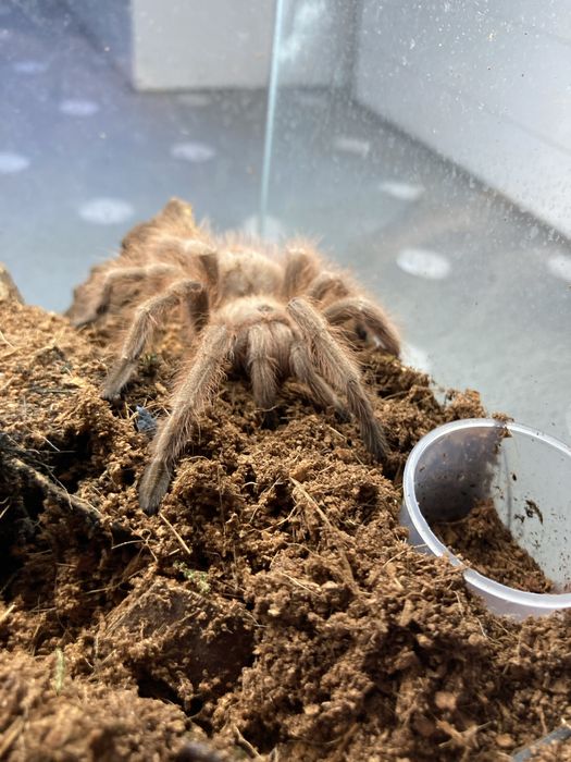 Samica nhaandu tripeppi subadult