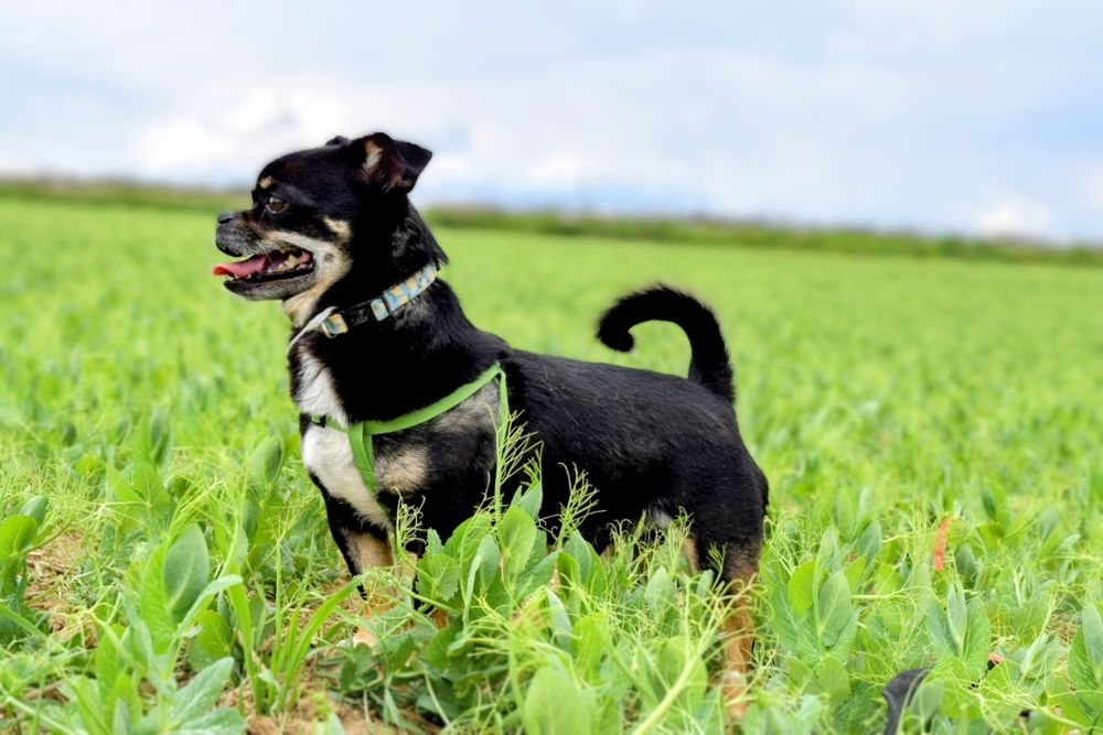 Mały, charakterny piesek szuka domu