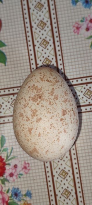 Ovos de perú caseiros e perús