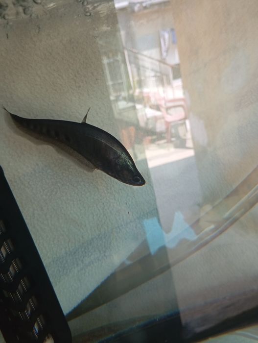 Tenho aqui um peixe faca palhaço para trocar ou venda