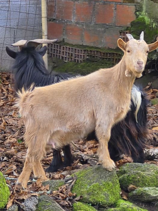 Casal cabras  anãs