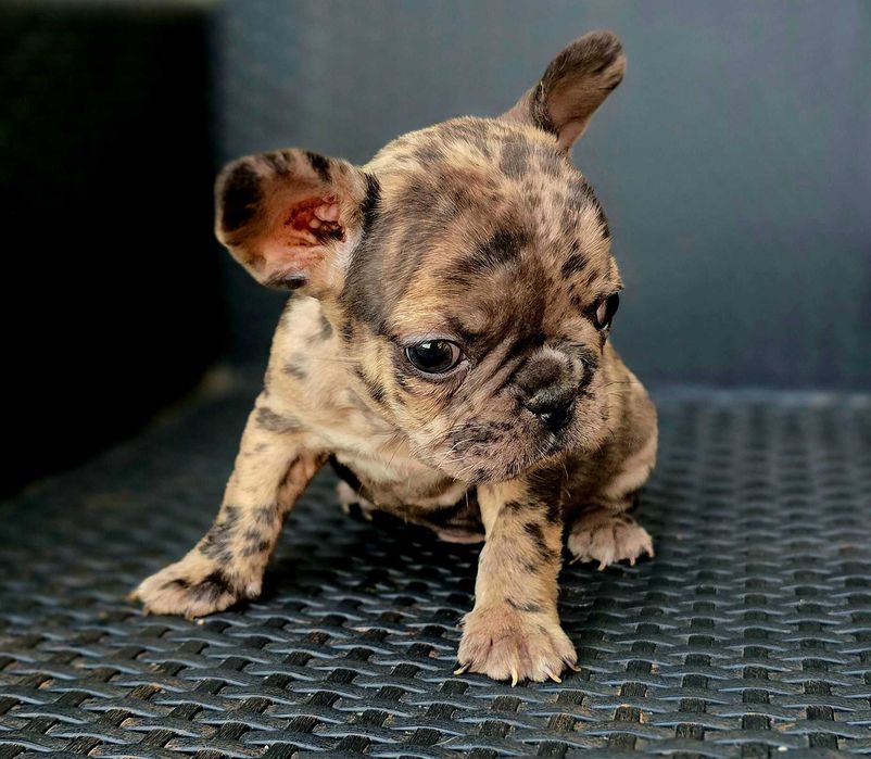 Bulldog Francês Macho MOFADINHO