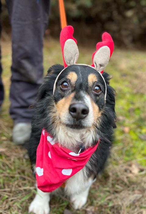 Klusio - krótkołapki pieseczek ideał do adopcji