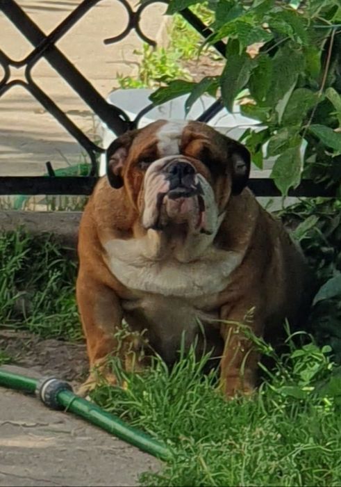 Buldog Angielski suczka. Niebieska