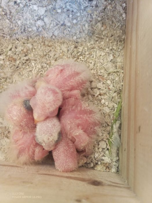 Vendo agapórnis rosicol