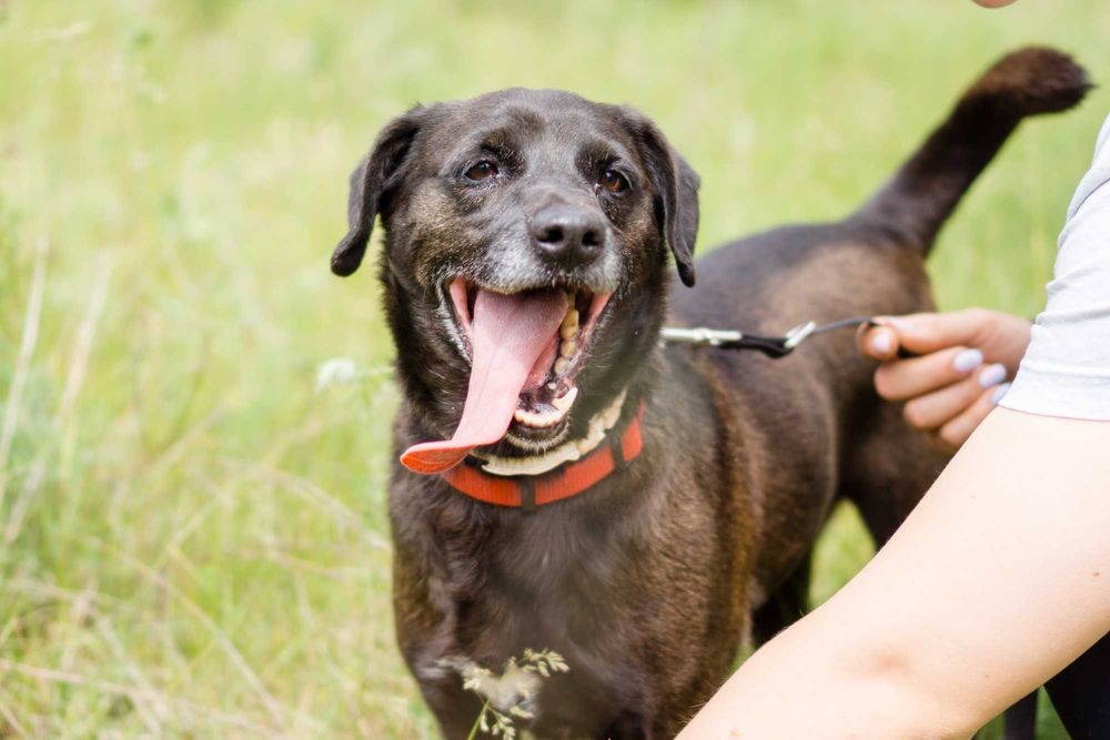 4 letni Bleki do adopcji!